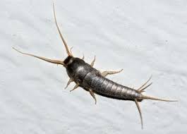 Silverfish Treatment