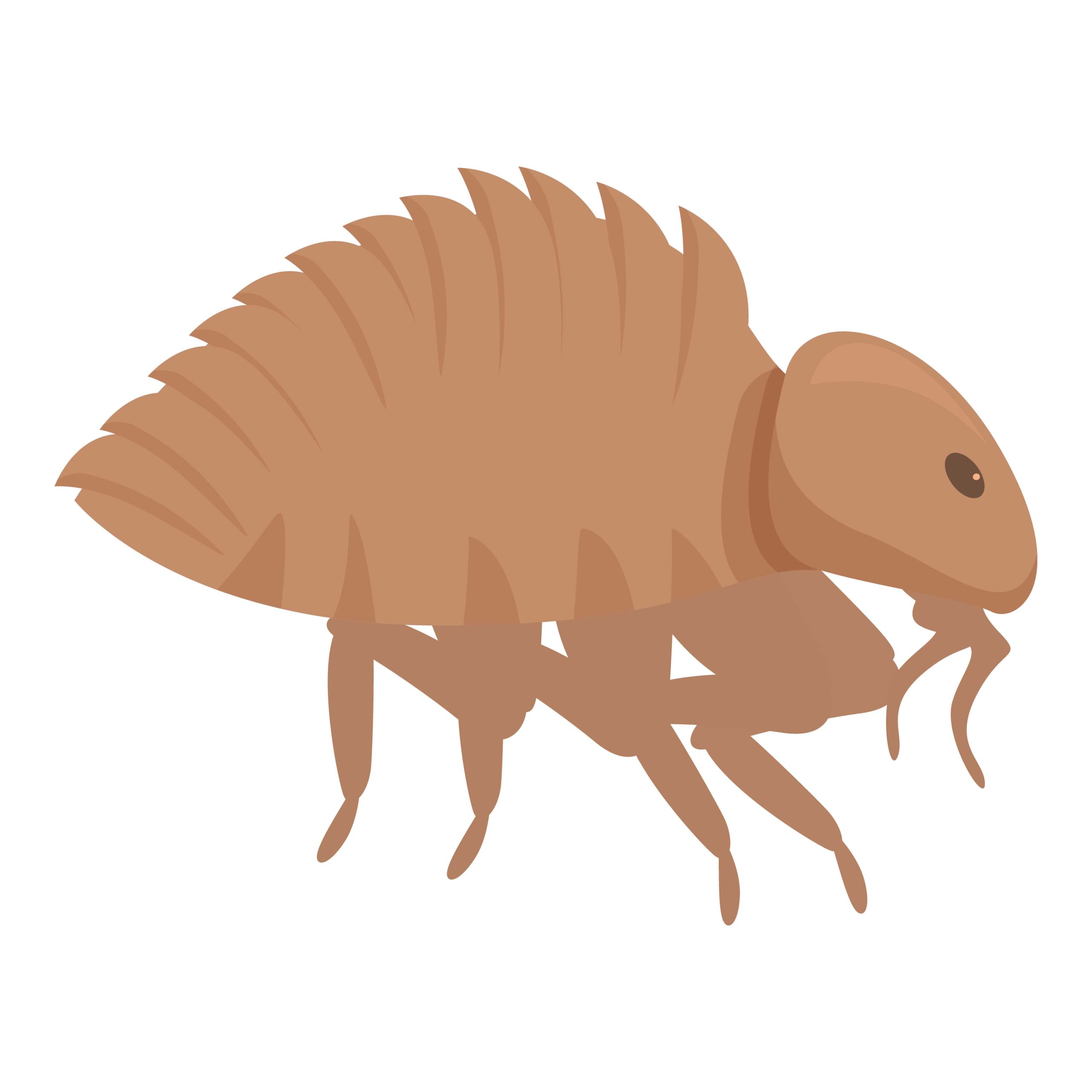 Flea insect