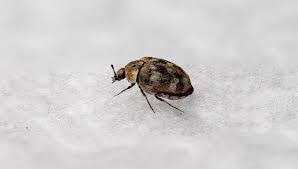carpet beetles